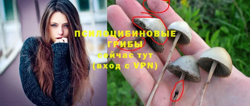 Псилоцибиновые грибы Magic Shrooms  Лодейное Поле 